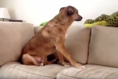 Przyłapali swoje psy na gorącym uczynku. Zobacz te miny niewiniątek! 