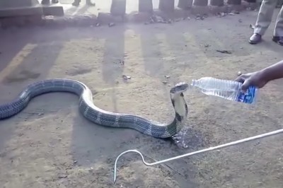 Pustynia nie oszczędza nikogo! Spragniona kobra królewska przyszła do ludzi i pije wodę z butelki!