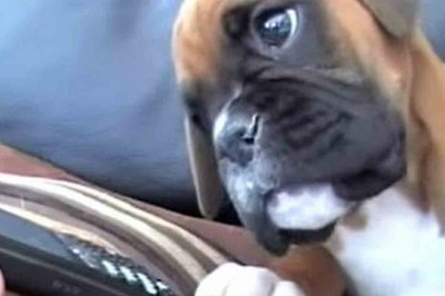 Reakcja szczeniaka na telefon od właścicielki rozbawi każdego. Nowy sposób tresury ? 