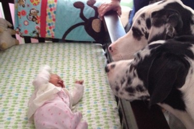 Rodzice na chwile zostawili dziecko same z psami! Zobacz co zostali gdy wrócili po chwili! 