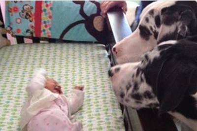 Rodzice tylko na moment zostawili dziecko same z psami! Zobacz co zostali gdy wrócili po chwili!