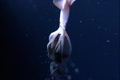 Rodzicielska opieka kałamarnicy . Tysiące świecących młodych.