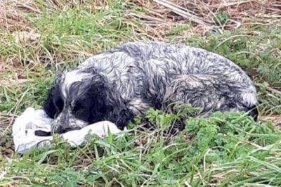 Rowerzysta znajduje porzuconego psa na skraju drogi! Gdy podchodzi bliżej odkrywa coś co łamie mu serce!