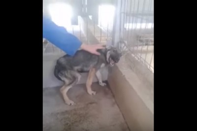 Rozbrajająca reakcja katowanego psa na pierwszy czuły dotyk nowego opiekuna! 
