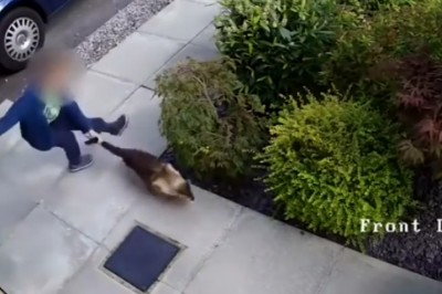 Rozwydrzony dzieciak próbuje uderzyć kota na ulicy! Reakcja zwierzęcia powoduje, że uciekł z płaczem! 