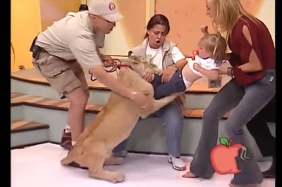 Skrajna głupota w telewizji śniadaniowej! Lew zaatakował płaczące dziecko reporterki! 