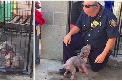 Smutna i przerażona siedzi w ciasnej klatce! Wtedy pojawia się strażak który ją uratował i wszystko zmienił!