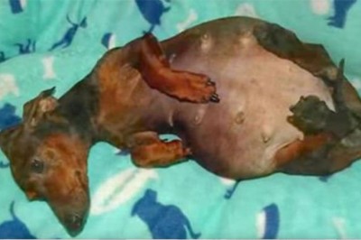 Sparaliżowana suczka w ciąży przeżyła straszną traumę! Teraz zobacz jakie cudowne maleństwa urodziła! 