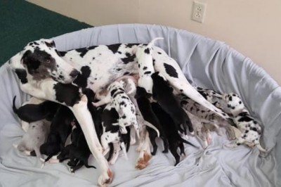 Spodziewali się, że urodzi się 10 szczeniaczków! Przy 19 naprawdę stracili głowę!