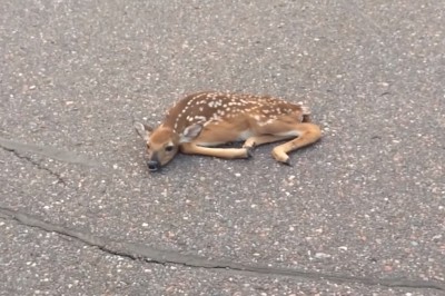 Spostrzegli malutką sarenkę leżącą bez ruchu na środku jezdni! Zobacz co zrobił, żeby ją ratować! 