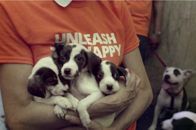 Spuść radość ze smyczy. Świetna akcja na obniżenie stresu w pracy.