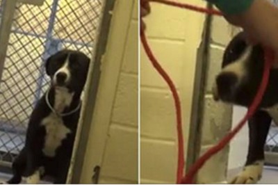 Spędził większość życia w schronisku! Reakcja gdy zrozumiał że będzie adoptowany łamie serce!