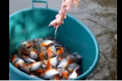 Surowe mięso do wody i zaczyna się kocioł! Tak się łowi piranie w Brazylii! 