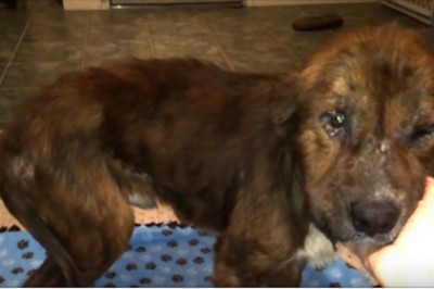 Szczeniak był tak skatowany, że nie nadawał się nawet do adopcji! Jego reakcja gdy dostał pierwszy posiłek...