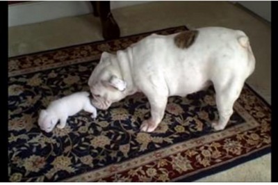 Słodki szczeniak buldoga wpadł w szał! Teraz zobacz reakcję jego mamy!