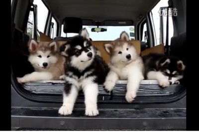 Słodkie szczeniaki wylegiwały się w bagażniku! Gdy zagrała muzyka... padłem! 