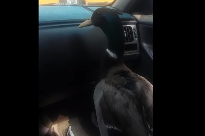 Ta kaczuszka codziennie cierpliwie czeka na swojego najlepszego przyjaciela! Nie uwierzysz kim on jest!