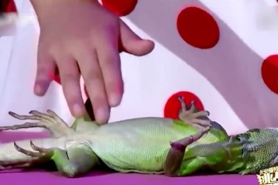 Ta mała Chinka potrafi zahipnotyzować zwierzęta swoim dotykiem! Zwykła sztuczka czy niesamowita umiejętność?