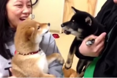 Tak się kłóci rodzeństwo! Nie uwierzysz jak rozmawiają ze sobą te dwa szczeniaki Shiba Inu! 