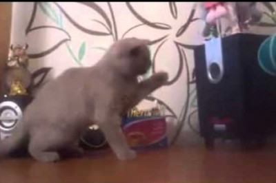 Tak wygląda łapanie basu! Kotek kontra basowy głośnik - no to miał misję! 