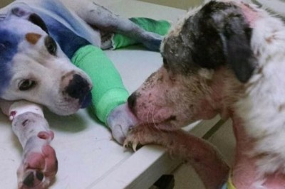 Te dwa psy wspierają się w najcięższych chwilach! Ich niezwykła historia poruszy Cię do łez! 