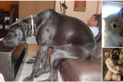 Te olbrzymie psiaki nadal myślą, że są szczeniakami. Przy okazji są przesłodkie! 