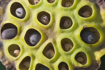 Te zdjęcia przerażają 15% ludzi! Wyjaśniamy szokujący fenomen.