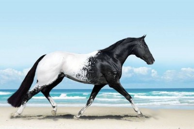 Te zwierzęta są cudowne i majestatyczne! 19 artystycznych zdjęć koni które ukazują ich piękno! 