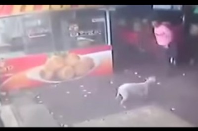 Ten facet chciał kopnąć psa ale mocno tego pożałował! Zobacz jak karma szybko wraca! 