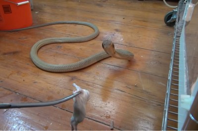 Ten facet na stalowe nerwy! Drażnienie się z Kobrą Królewską podczas karmienia! 