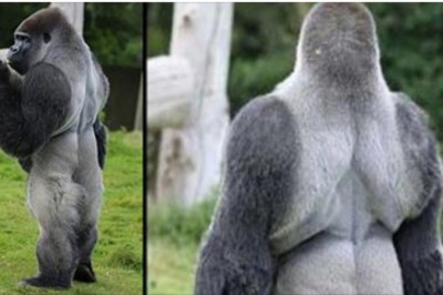 Ten goryl zachowuje się zupełnie jak człowiek! Bardziej przypomina jaskiniowca niż zwierzę!