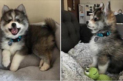 Ten mieszaniec dwóch różnych ras zdobywa internet swoim niezwykłym wyglądam! Prawdziwy słodziak! 