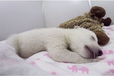 Ten niedźwiadek został porzucony przez matkę! Gdy w Zoo nagrali jego zachowanie gdy śpi - oniemieli! 