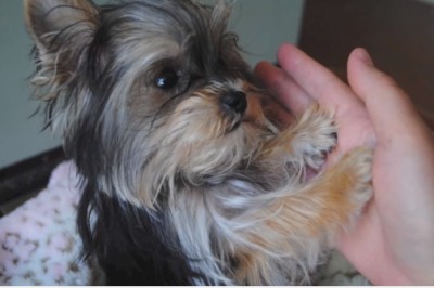 Ten piesek jest przesłodki! Najmądrzejszy York na świecie pokazuje swoje sztuczki! 