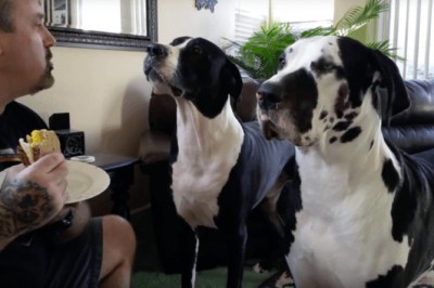 Ten wielki dog zrobi wszystko by dostać kanapkę swojego pana! Teraz spójrz na tego malucha na dole! 