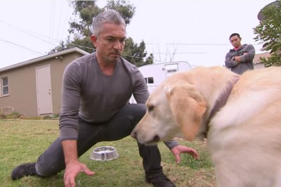 Tym razem coś poszło nie tak! Słynny zaklinacz psów nie przewidział takiej reakcji agresywnego psa!