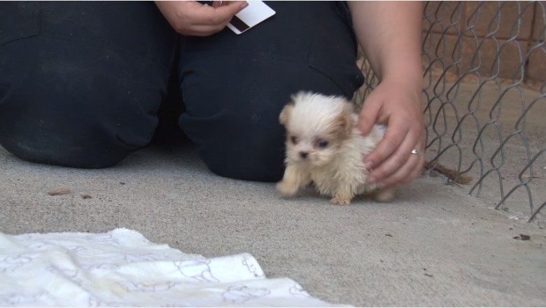 Uratowali go przed śmiercią! Teraz poznał nowego najlepszego przyjaciela! Nie uwierzysz kto to! 