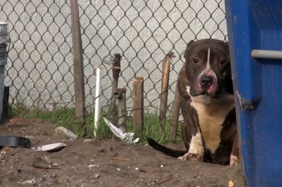 Uratowali tego pitbulla z fatalnych warunków! Wszyscy się go bali, a on potrzebował tylko miłości!   