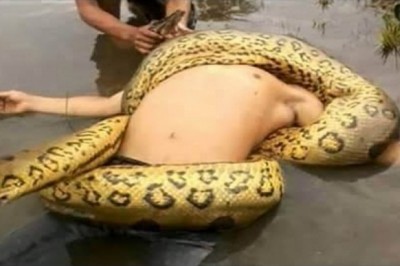 Uwaga tylko dla ludzi o mocnych nerwach! 10 ekstremalnych ataków anakondy na ludzi!