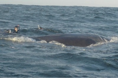 Wieloryb podpłynął do łodzi wystawił głowę ponad wodę! Nagle ludzie zrozumieli co chce im pokazać...