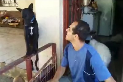 Winny psiak czuje że zrobił coś bardzo złego! Teraz zobacz w jak niezwykły sposób przeprasza człowieka! 