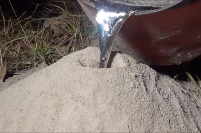 Wlał płynne aluminium do wielkiego mrowiska! Nie uwierzysz co stało się po kilku sekundach!