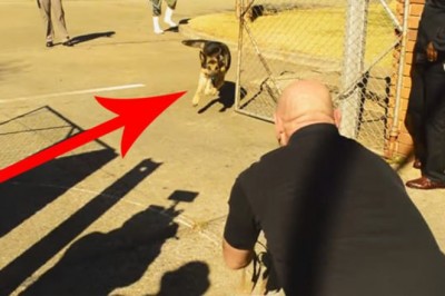 Wojskowy pies czekał dwa lata, żeby znów spotkać swojego pana! Zobacz jego reakcje gdy otworzyli klatkę!