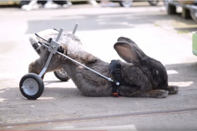 Wszyscy namawiali ją żeby uśpiła swojego królika. To co dla niego zrobiła zaszokowało wszystkich.