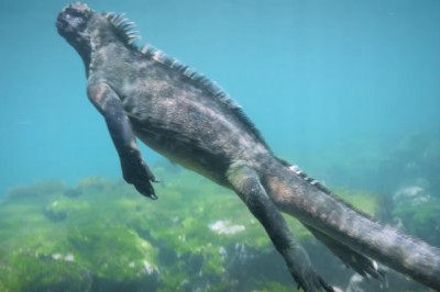 Wygląda jak prawdziwa Godzilla! Wielki legwan zaskoczył nurków u wybrzeży Galapagos! 