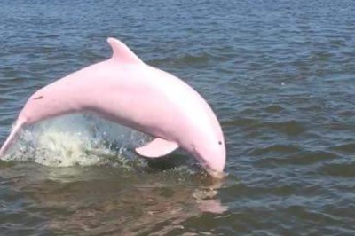 Wyglądał jak ze świata bajek! Różowy delfin pierwszy raz sfilmowany w skaczący nad falami! 