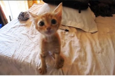 Wygłodzony kociak znaleziony na ulicy dostał swój pierwszy posiłek! Jego cudowna reakcja chwyta za serce!  