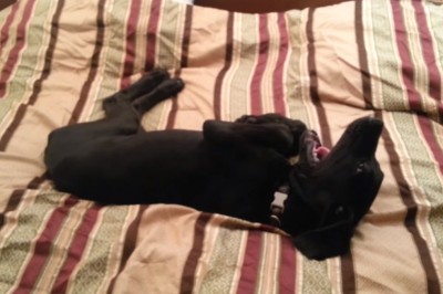 Właściciel budzi swojego psa o 3:30 na spacer! Jak usłyszysz ich sprzeczkę to po prostu padniesz! 