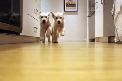 Właściciel nagrywał dorastanie swoich pupili. 50 tygodni słodyczy. 