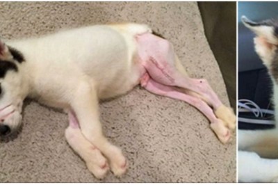 Właściciel połamał mu nogi i zakleił pysk taśmą! zobacz jak teraz wygląda ten skatowany piesek! 